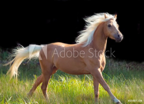 Bild på galoping palomino welsh pony at black background